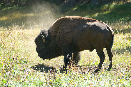 014 Amerikanischer Bison - Buffalo